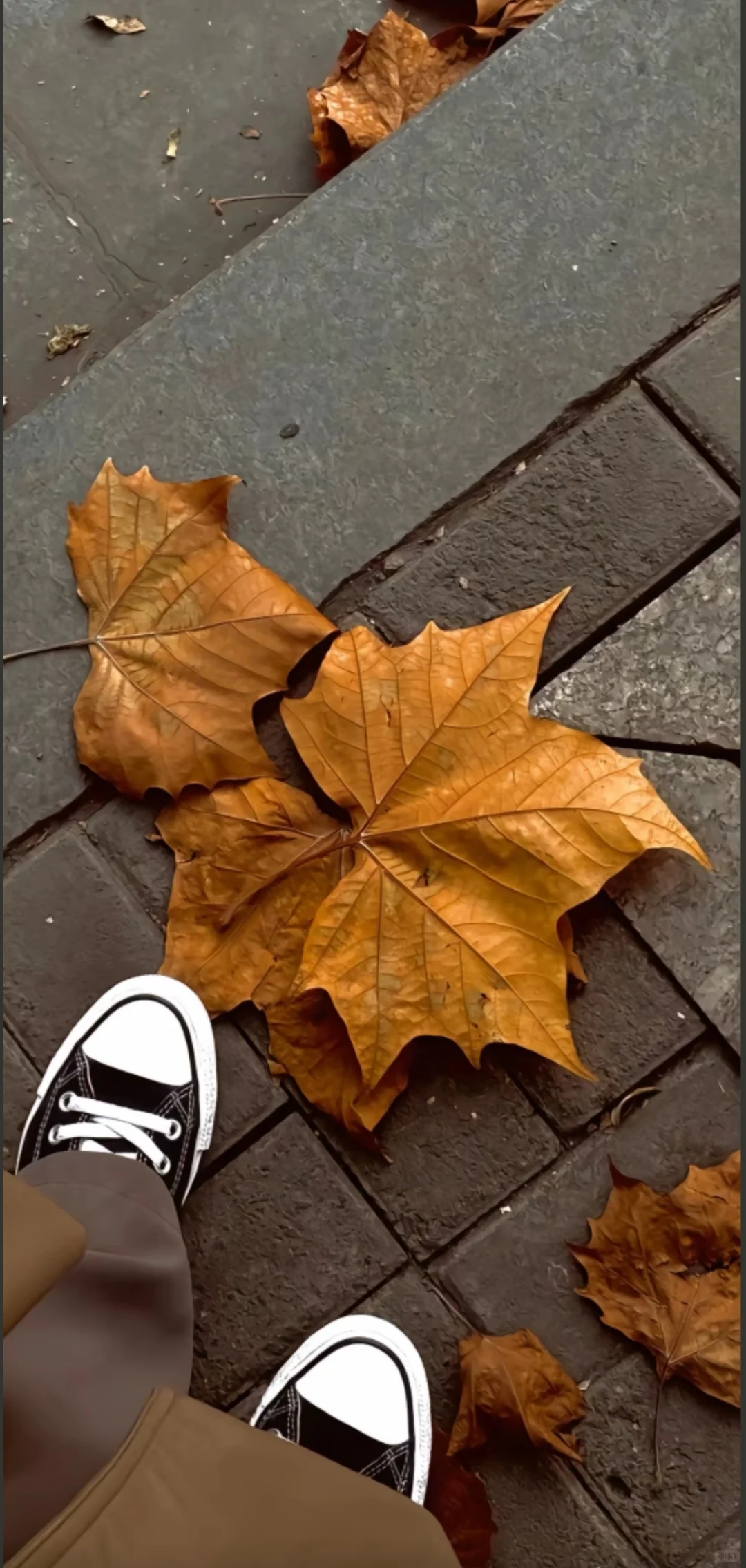 被问爆的秋日壁纸！每一张都像把秋天揣兜里