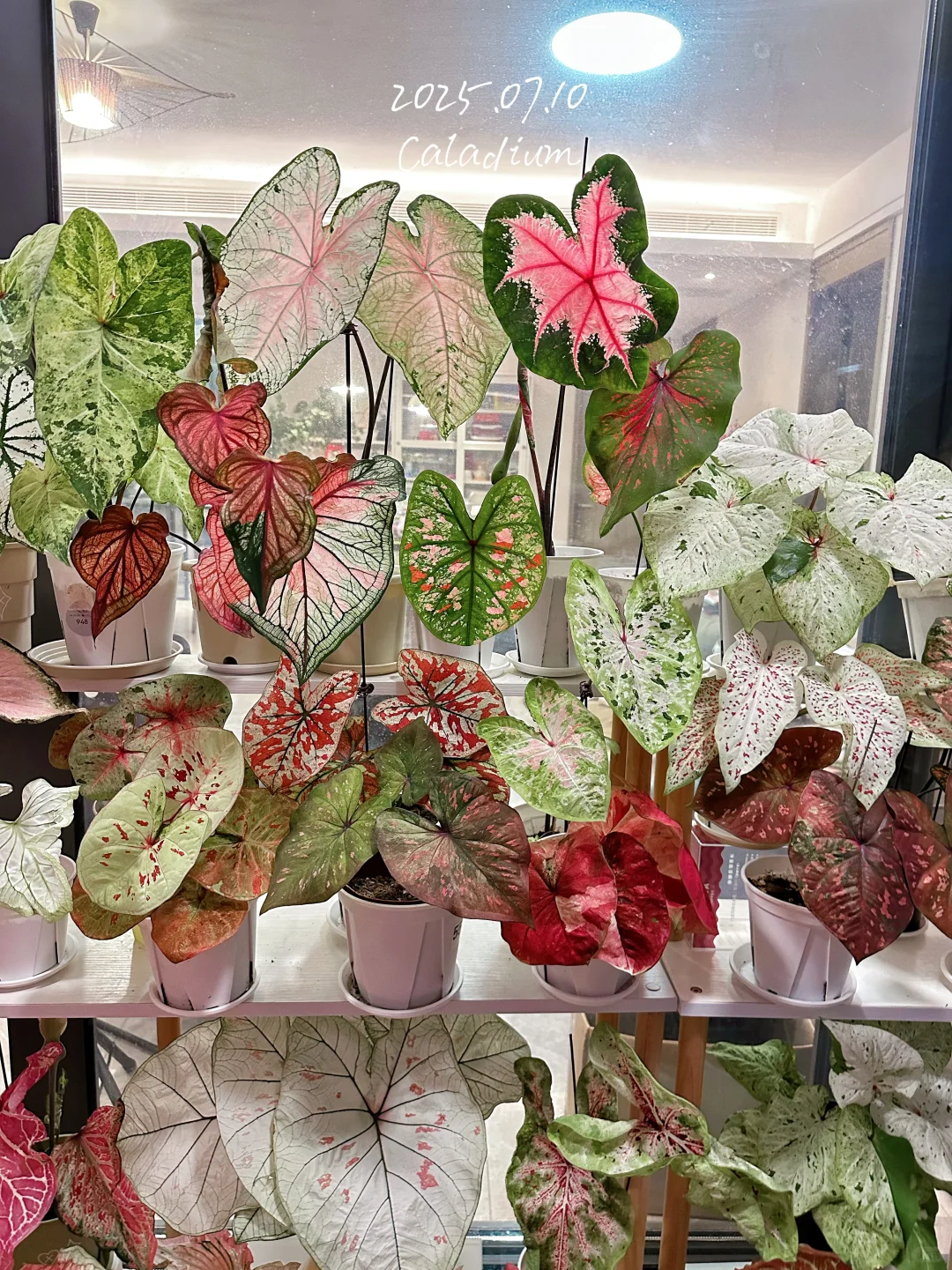 7月的彩叶芋雨林依旧妖娆