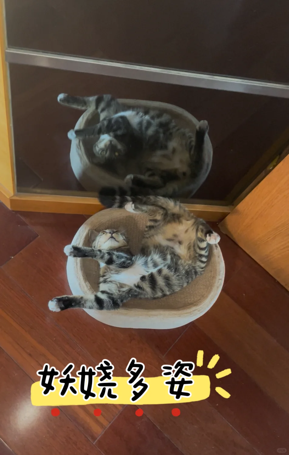 猫窝已经装不下你的妖娆多姿！