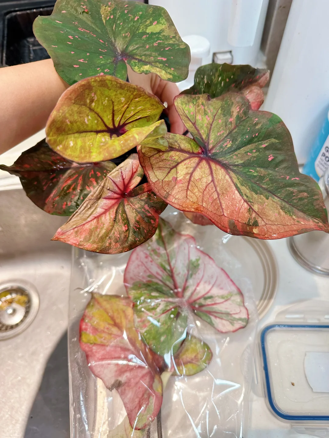 7月的彩叶芋雨林依旧妖娆