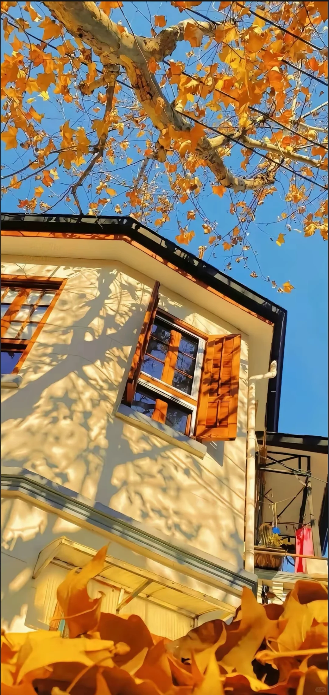 被问爆的秋日壁纸！每一张都像把秋天揣兜里