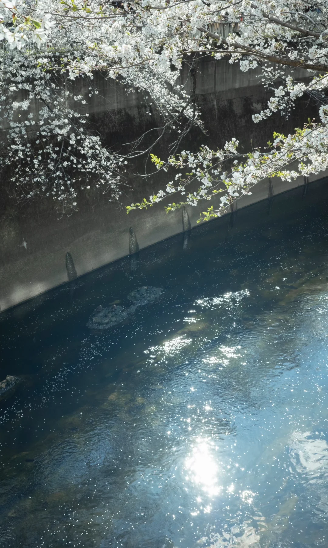 全屏封神挑战｜日本旅行机位分享