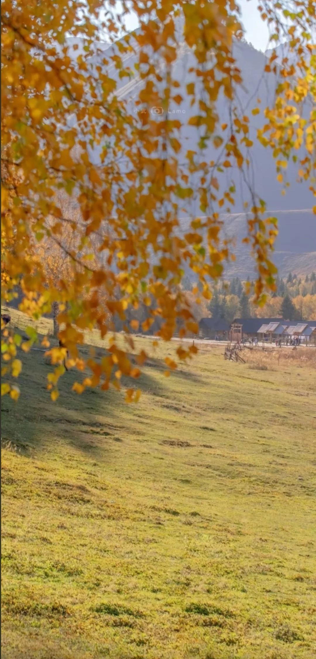 被问爆的秋日壁纸！每一张都像把秋天揣兜里