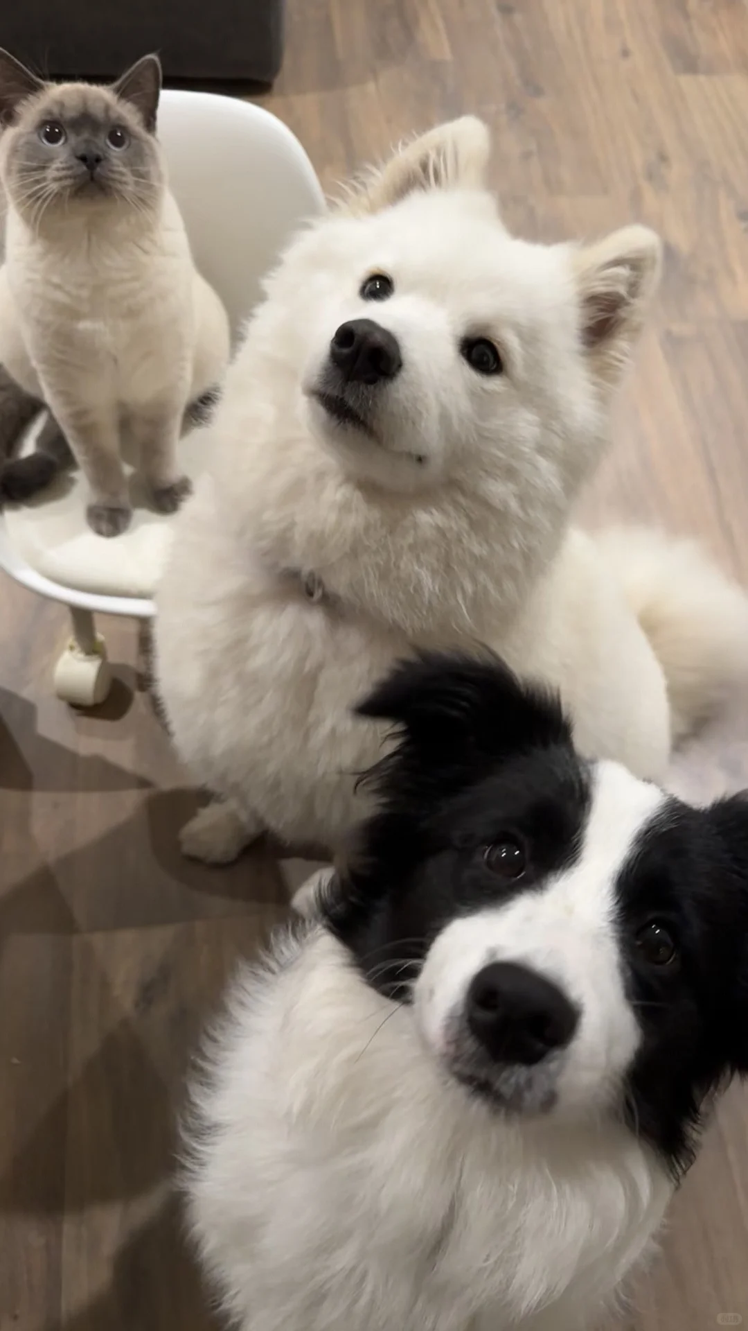 一些很喜欢的狗狗壁纸