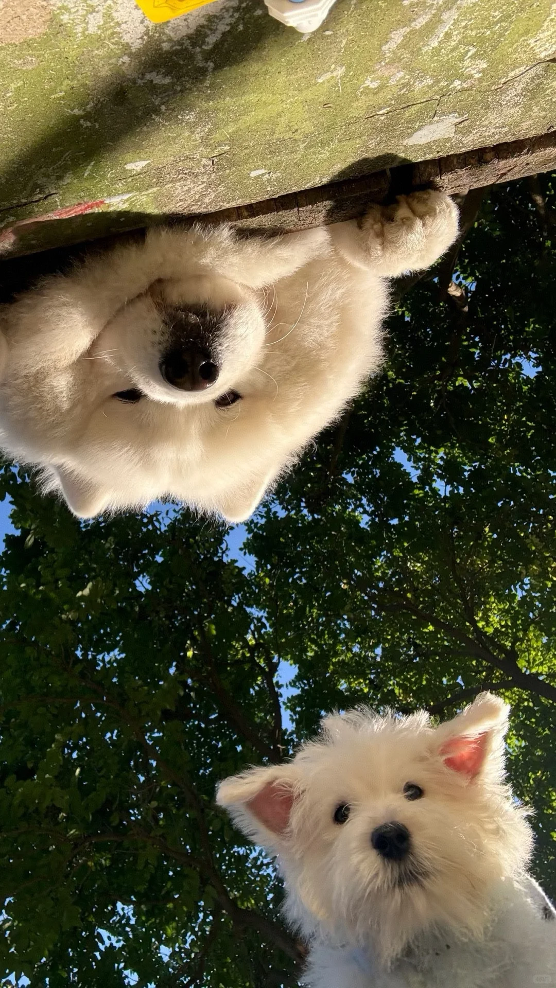 一些很喜欢的狗狗壁纸