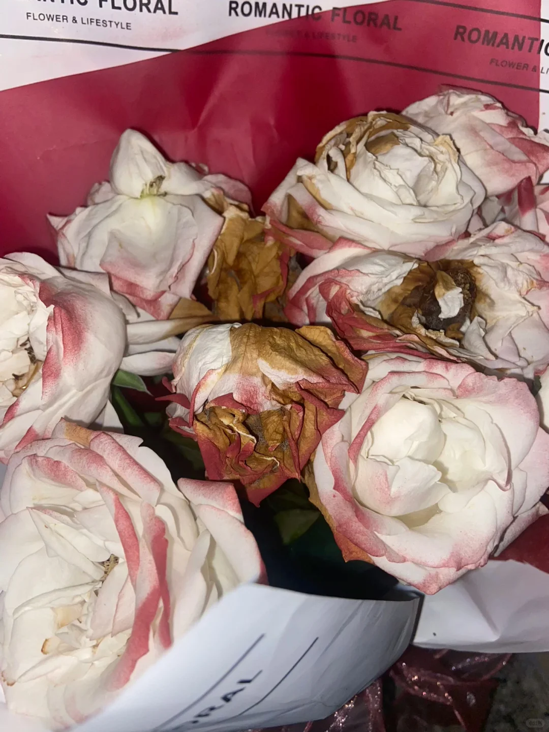 再妖艳的花也会枯萎