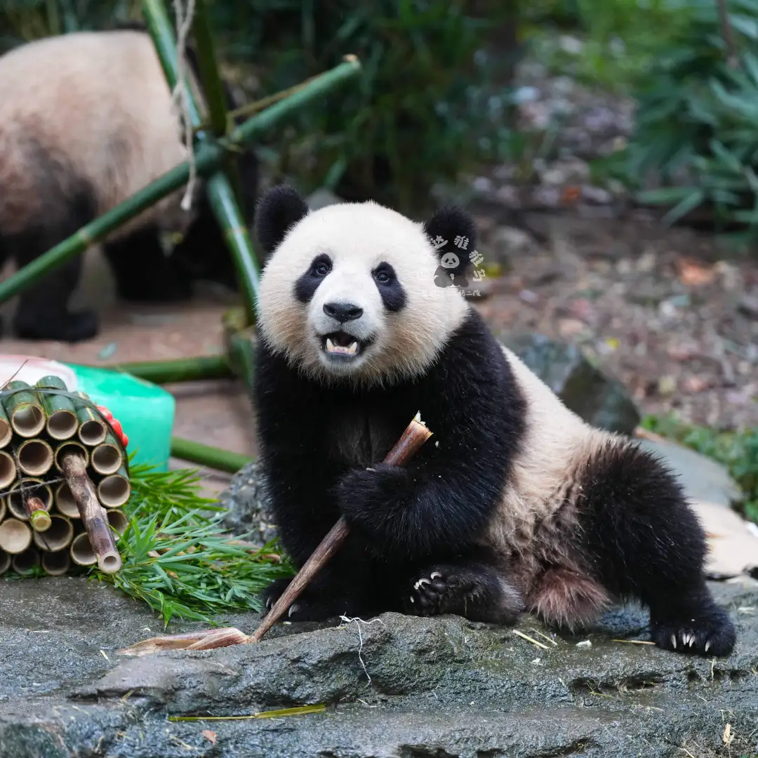 姿势有点妖娆哦