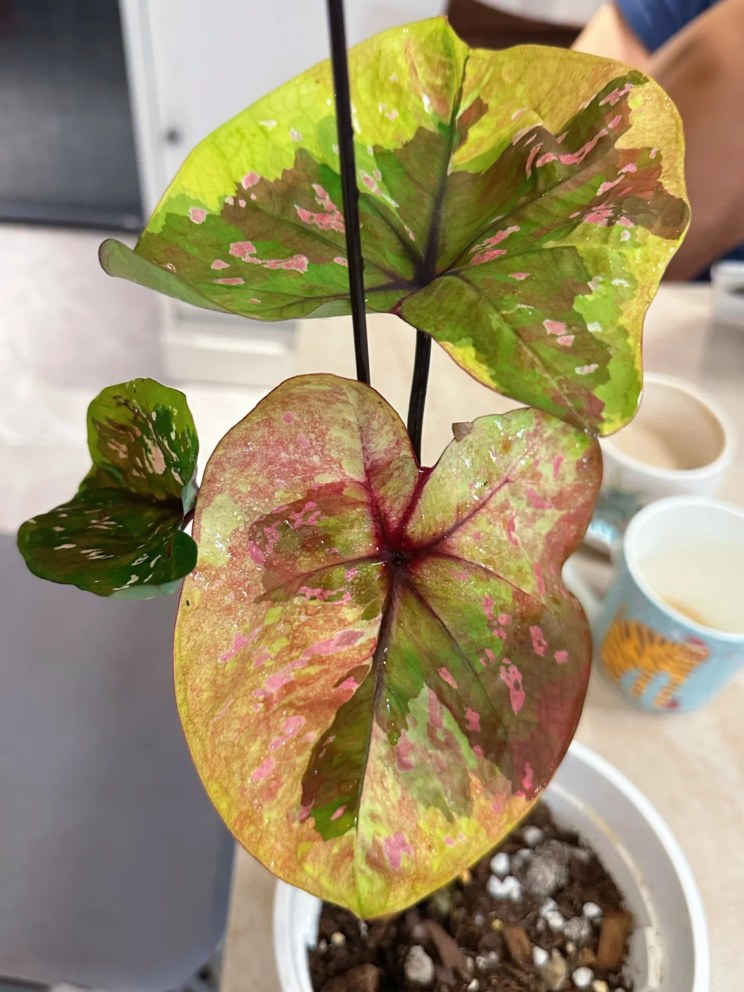 7月的彩叶芋雨林依旧妖娆