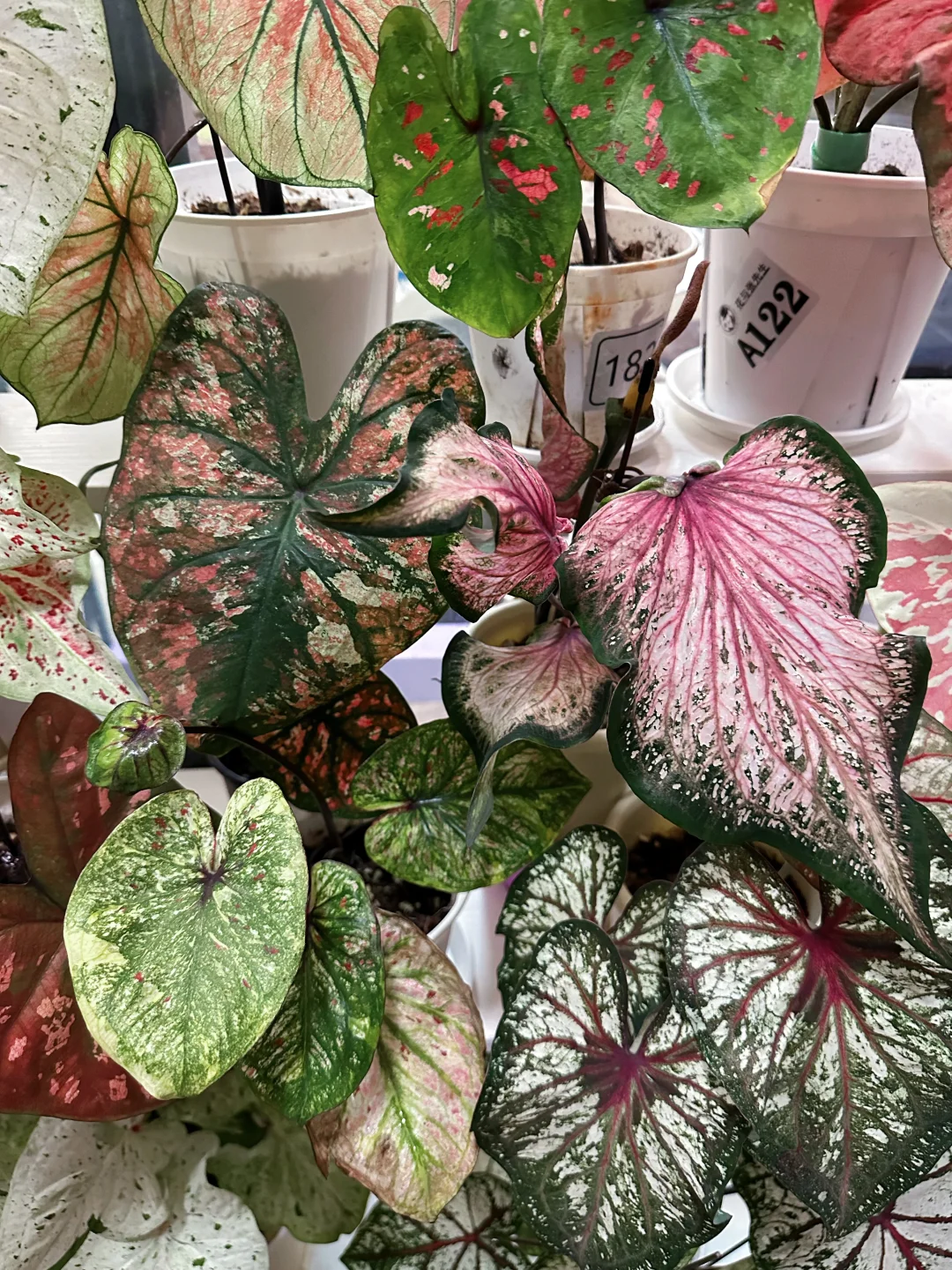 7月的彩叶芋雨林依旧妖娆