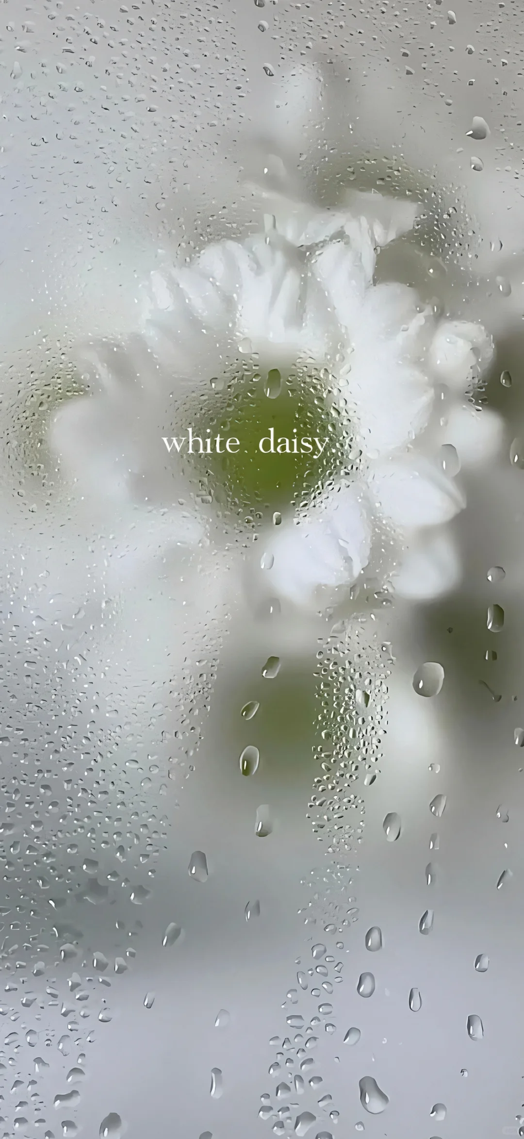 𝒔𝒉𝒂𝒓𝒆 | 冷淡风壁纸