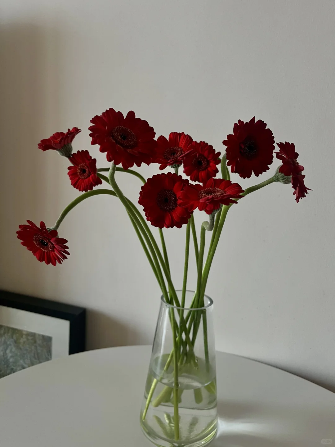 妖娆的玲珑非洲菊