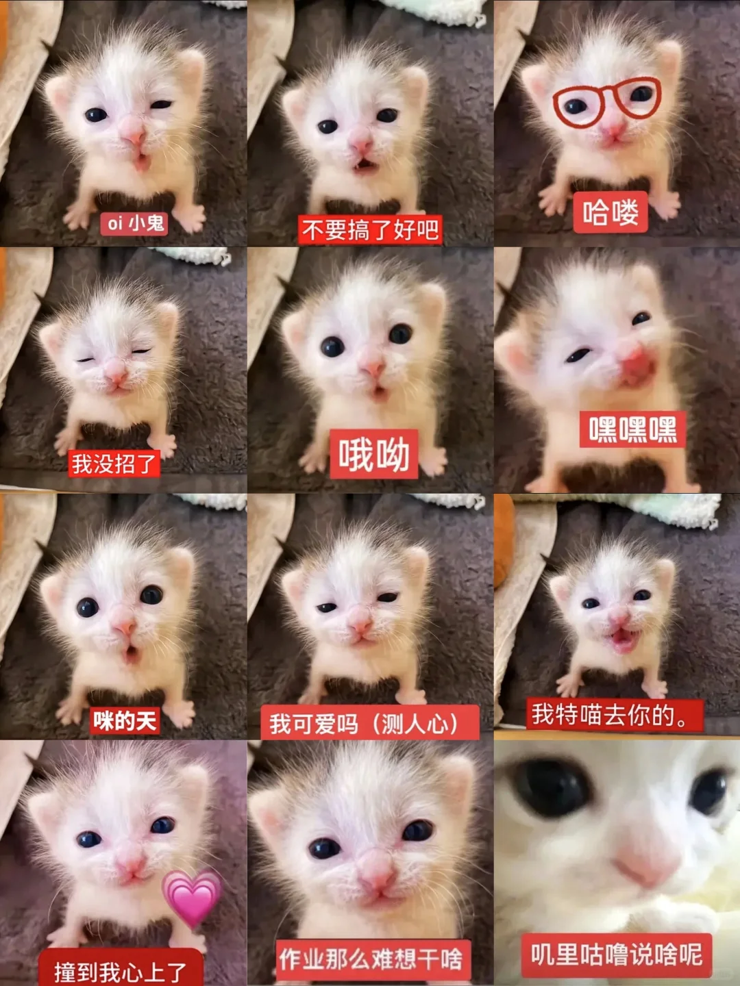 审美积累‖猫咪表情包‖小奶猫meme第一弹
