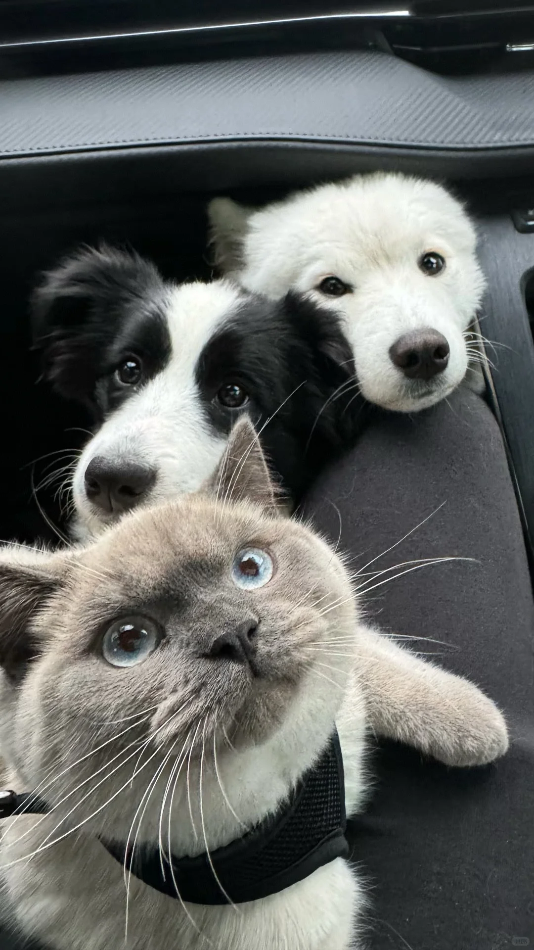 一些很喜欢的狗狗壁纸