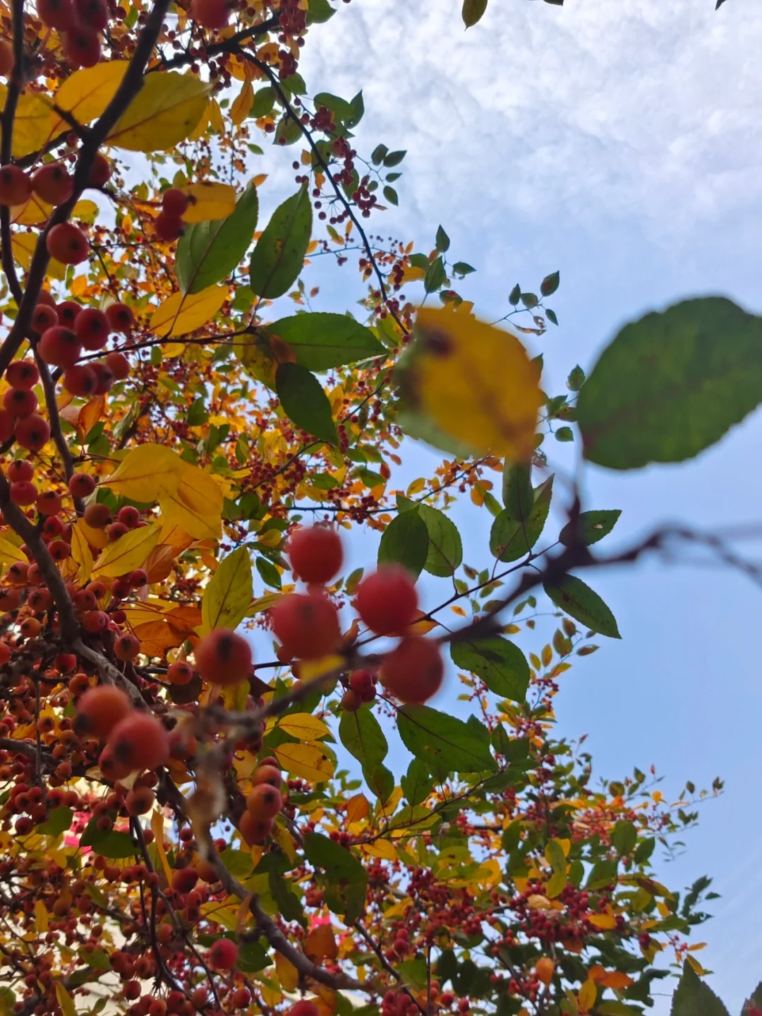 50+阿姨穿搭/秋天