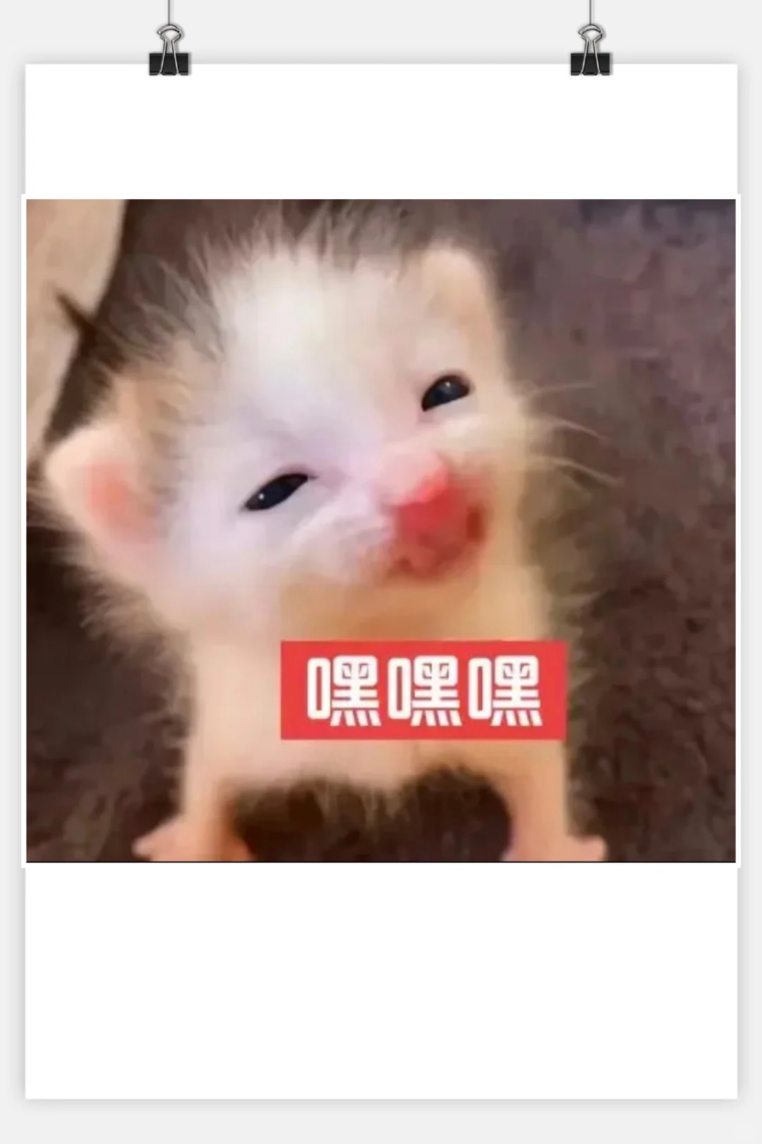 审美积累‖猫咪表情包‖小奶猫meme第一弹