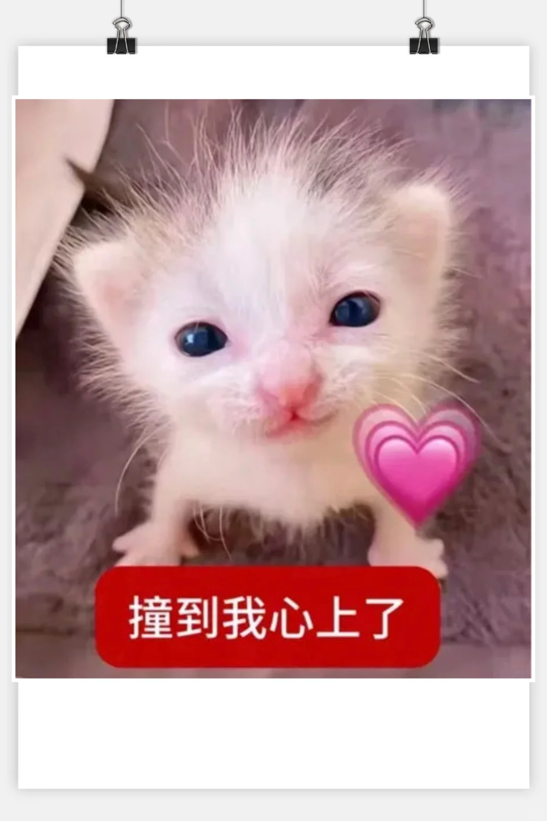审美积累‖猫咪表情包‖小奶猫meme第一弹