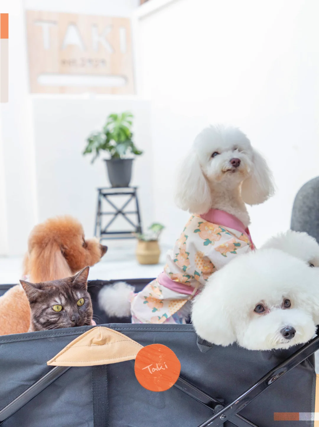 你闻不到，但它知道