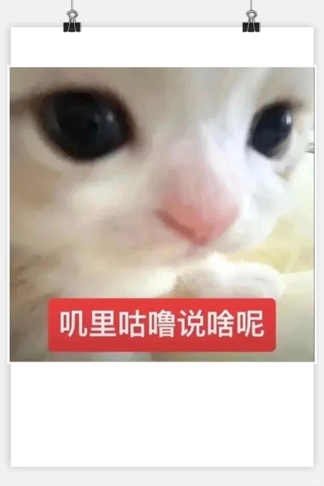 审美积累‖猫咪表情包‖小奶猫meme第一弹