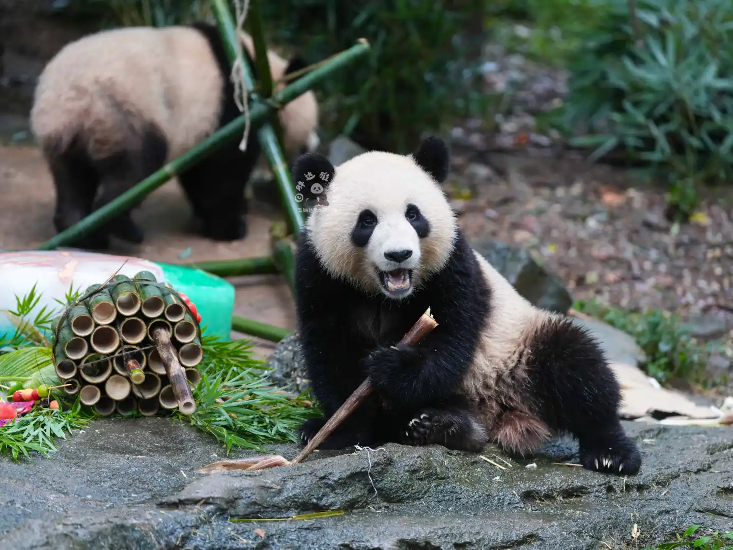 姿势有点妖娆哦