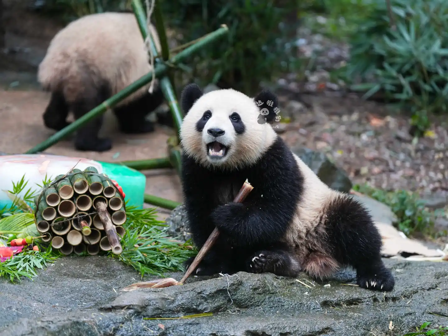 姿势有点妖娆哦