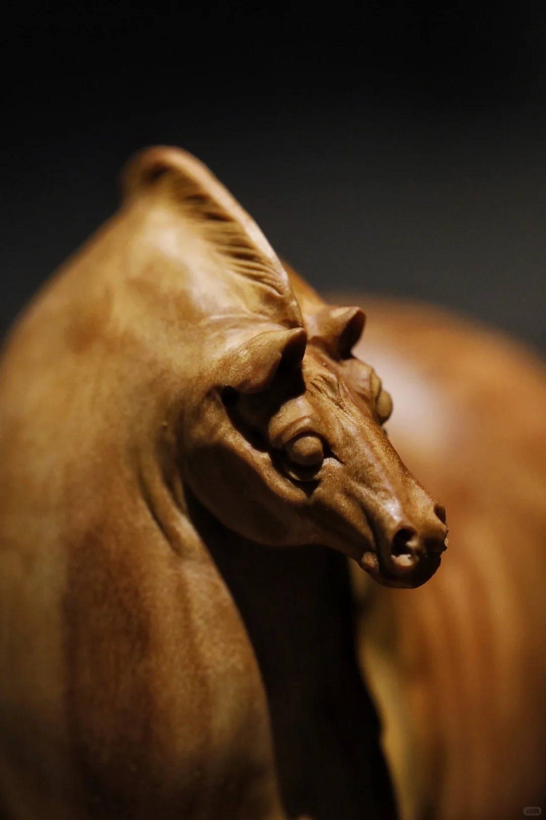 小马悠哉，静谧时光。