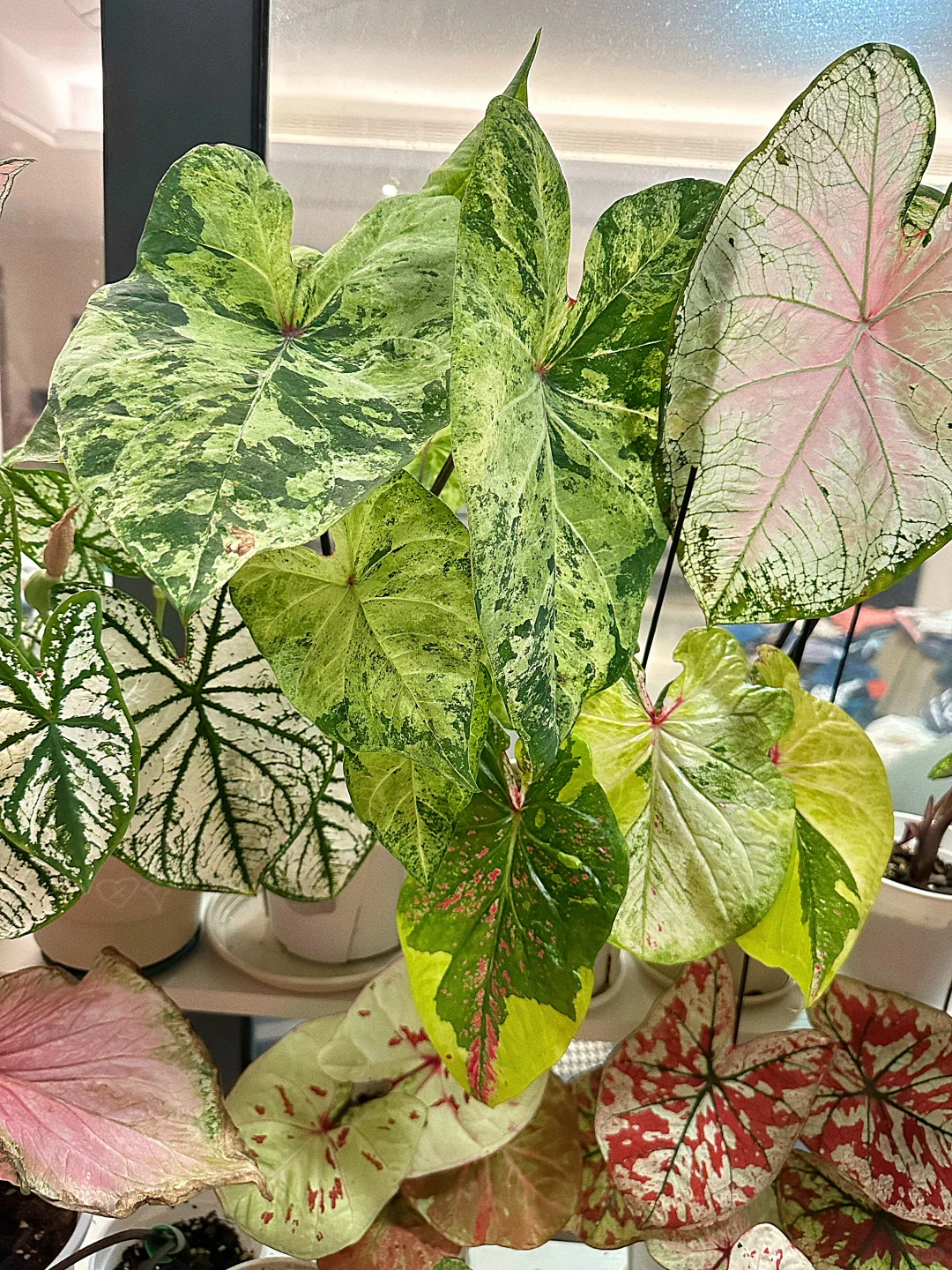 7月的彩叶芋雨林依旧妖娆