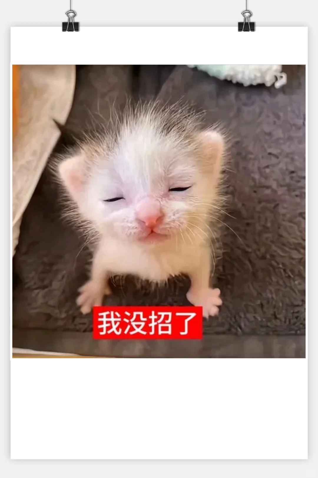 审美积累‖猫咪表情包‖小奶猫meme第一弹