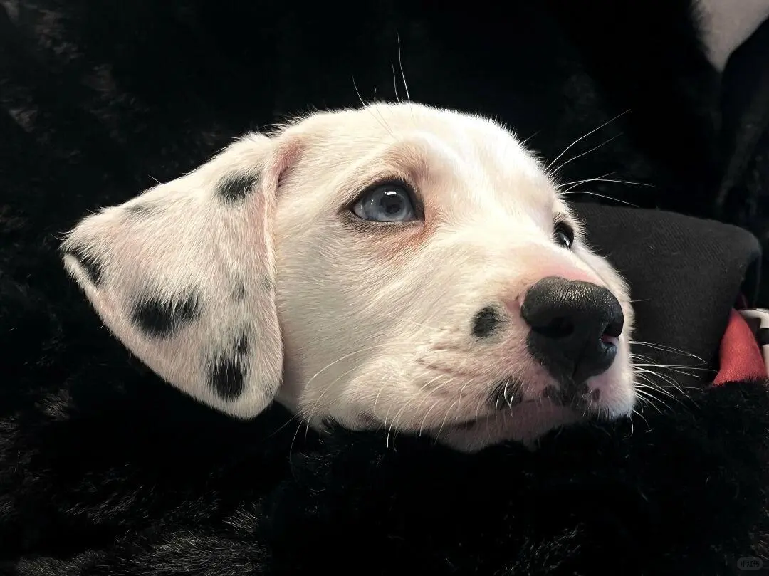 𝑺𝒉𝒂𝒓𝒆｜iPad壁纸ins风