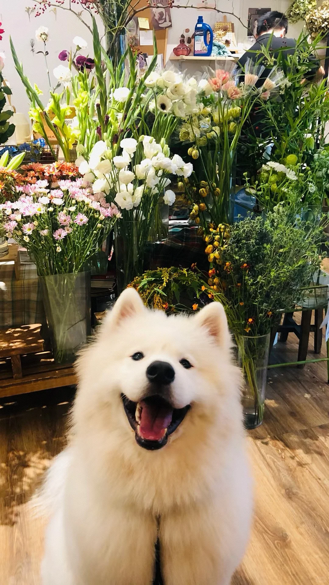 一些很喜欢的狗狗壁纸