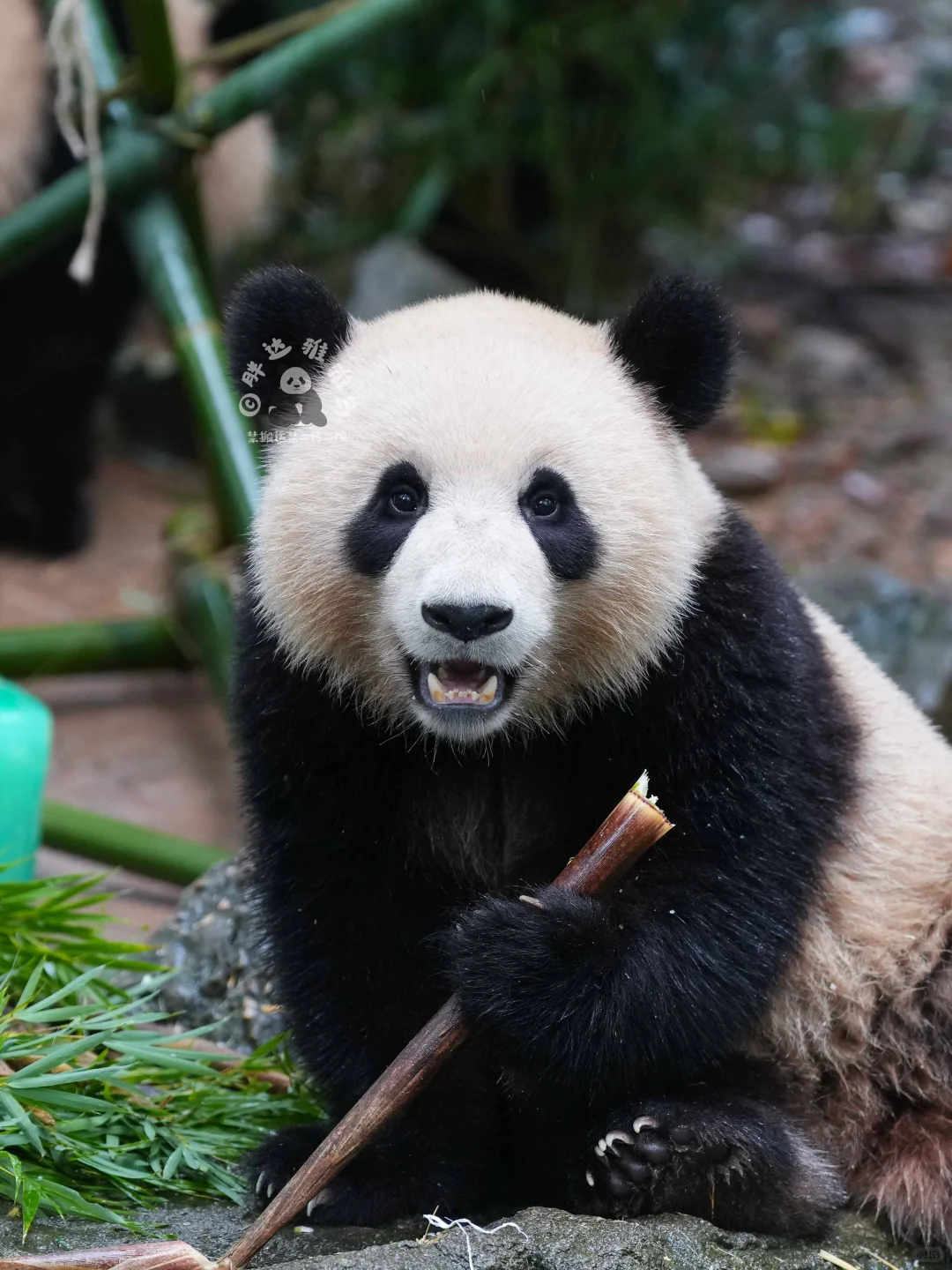 姿势有点妖娆哦