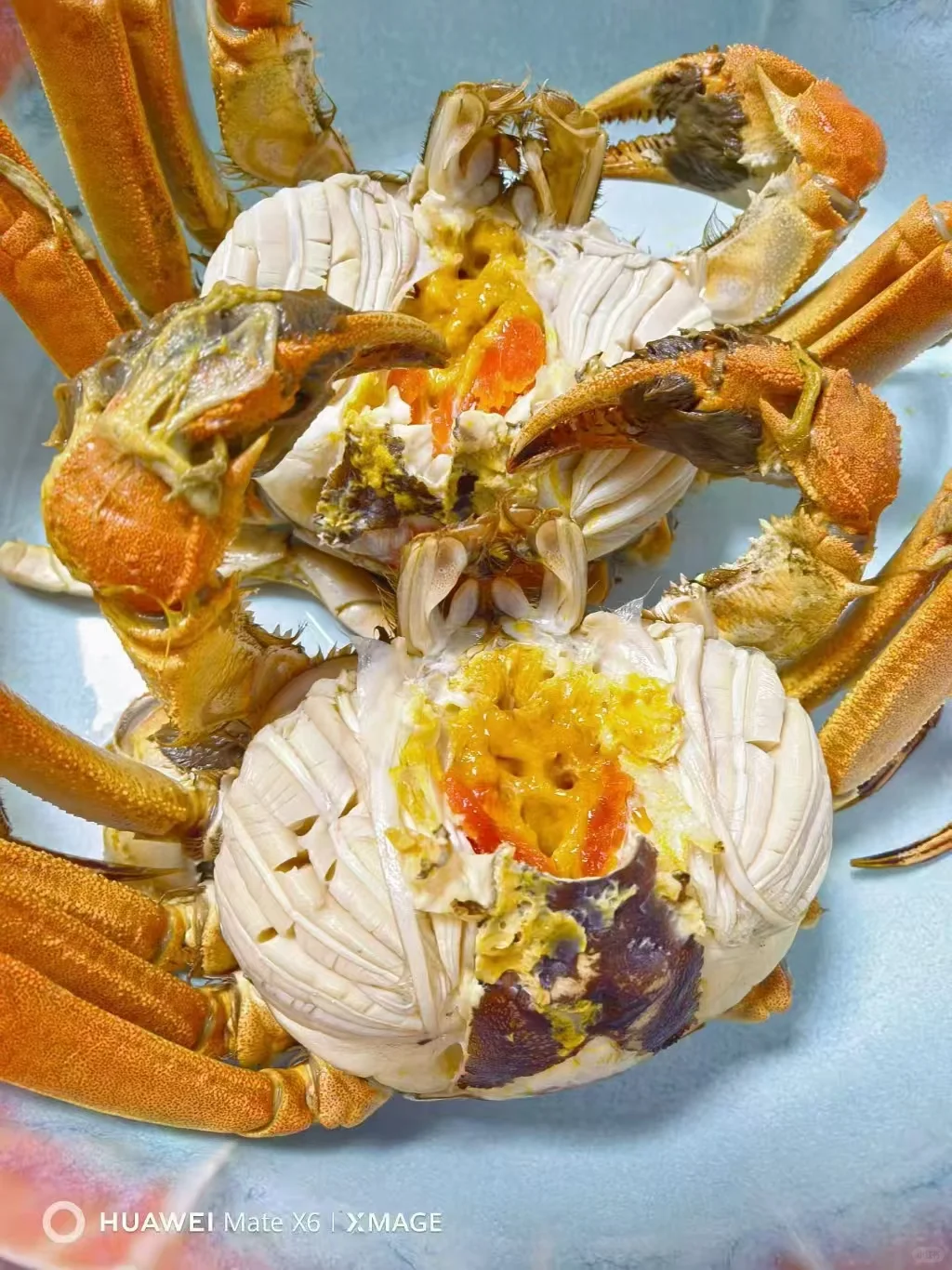 兴化大闸蟹火热预售中