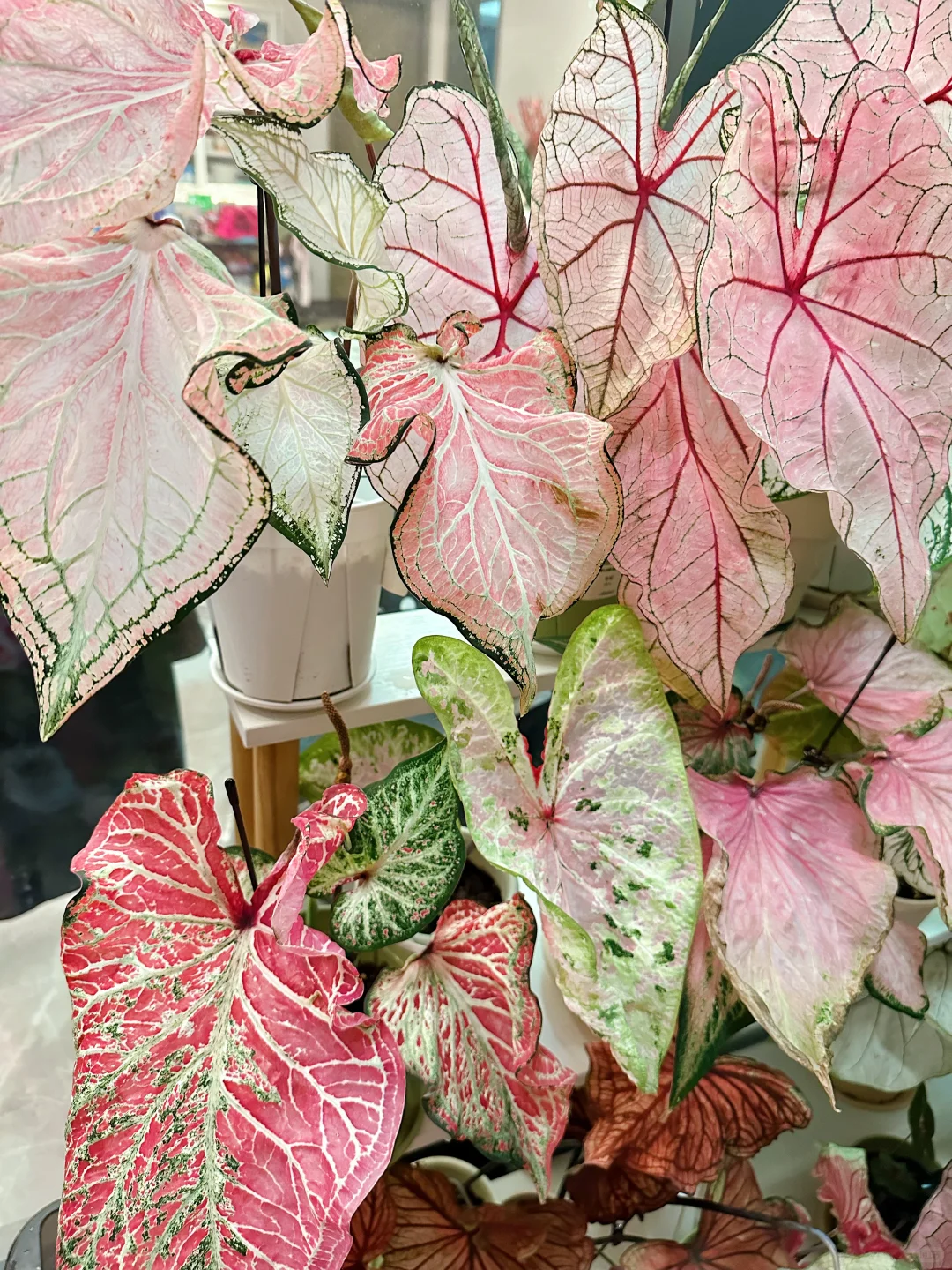 7月的彩叶芋雨林依旧妖娆