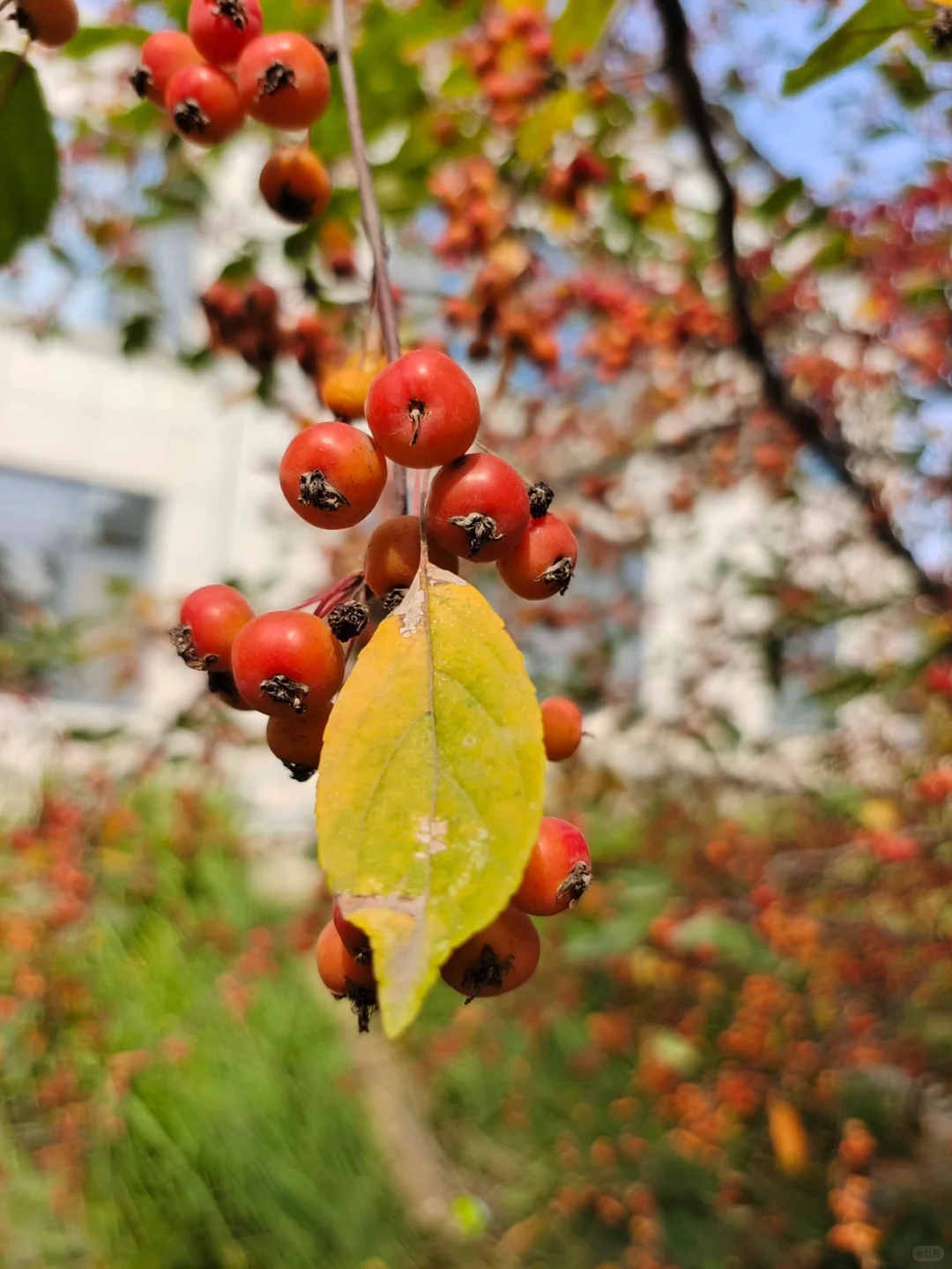 50+阿姨穿搭/秋天