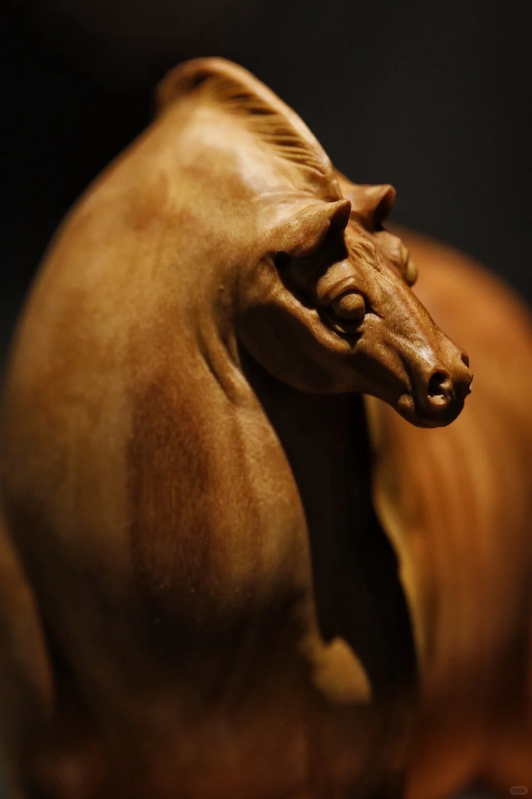 小马悠哉，静谧时光。