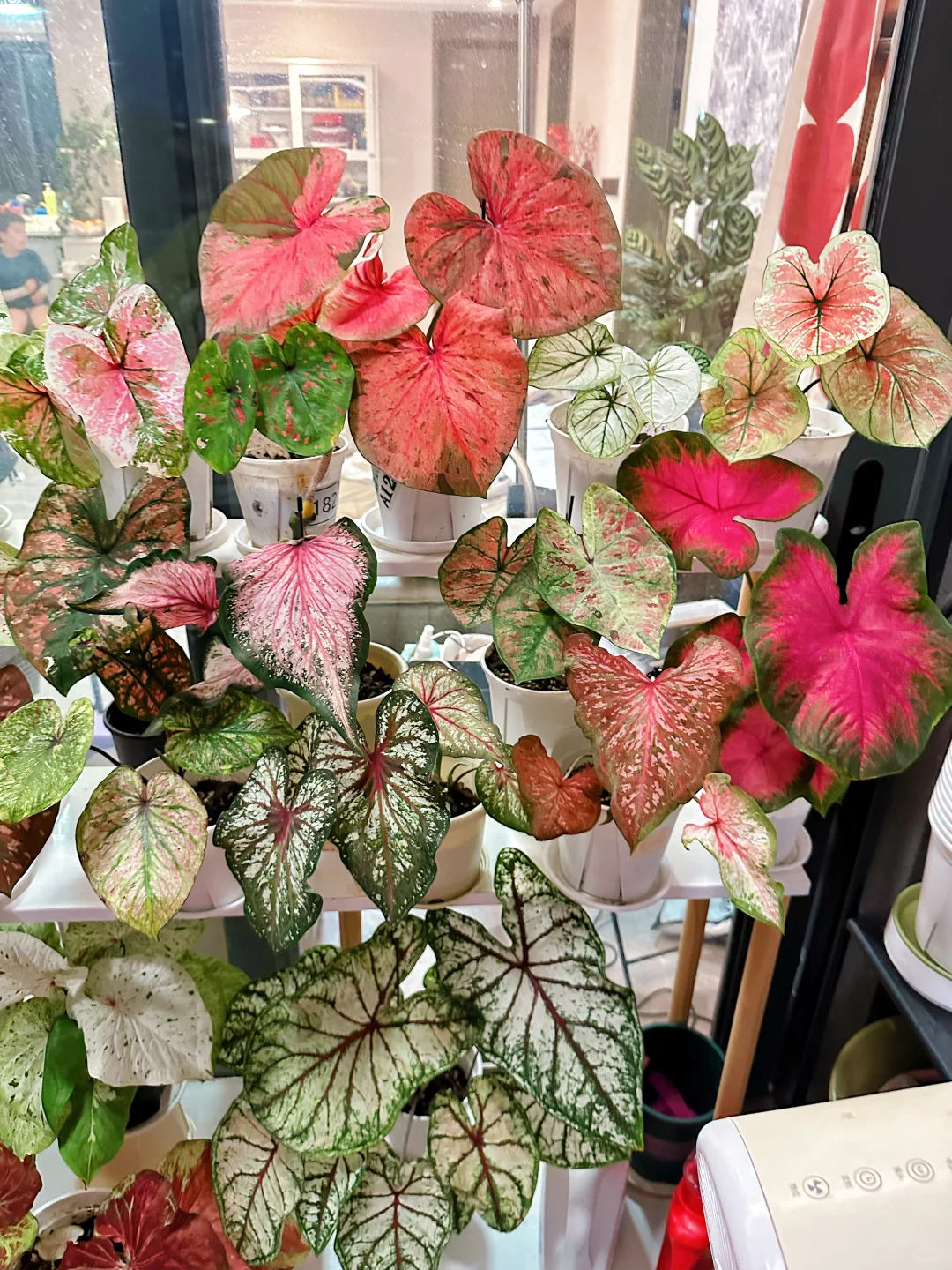 7月的彩叶芋雨林依旧妖娆