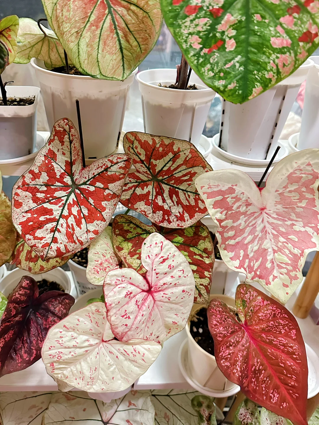 7月的彩叶芋雨林依旧妖娆