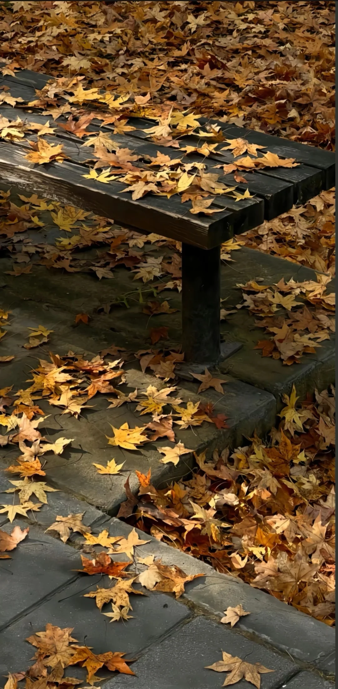 被问爆的秋日壁纸！每一张都像把秋天揣兜里