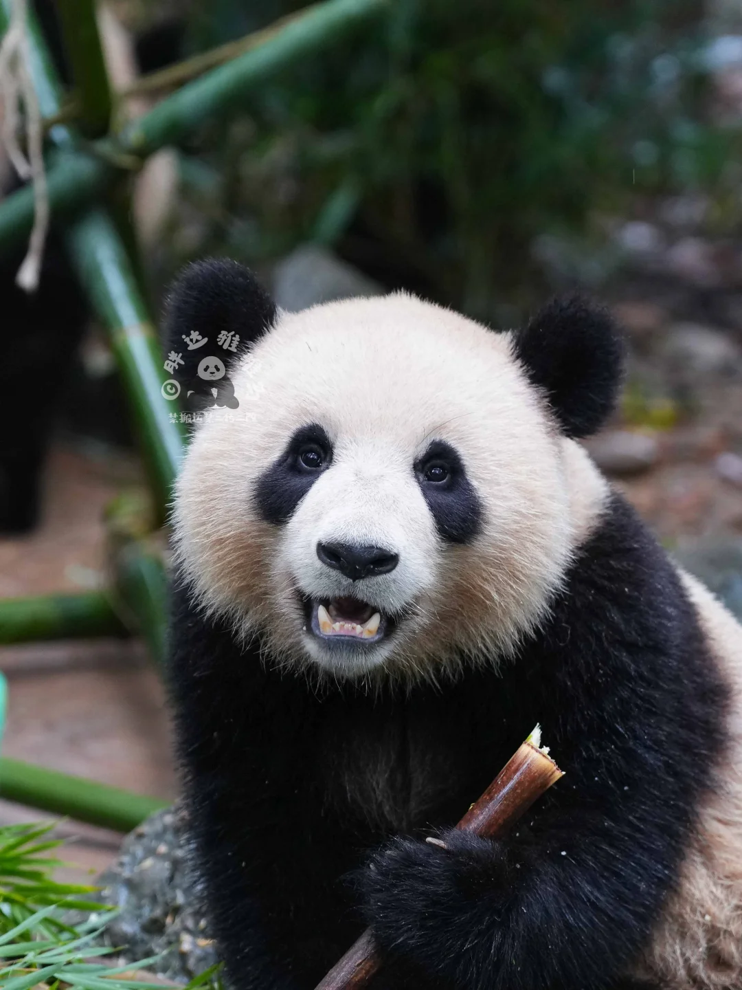 姿势有点妖娆哦