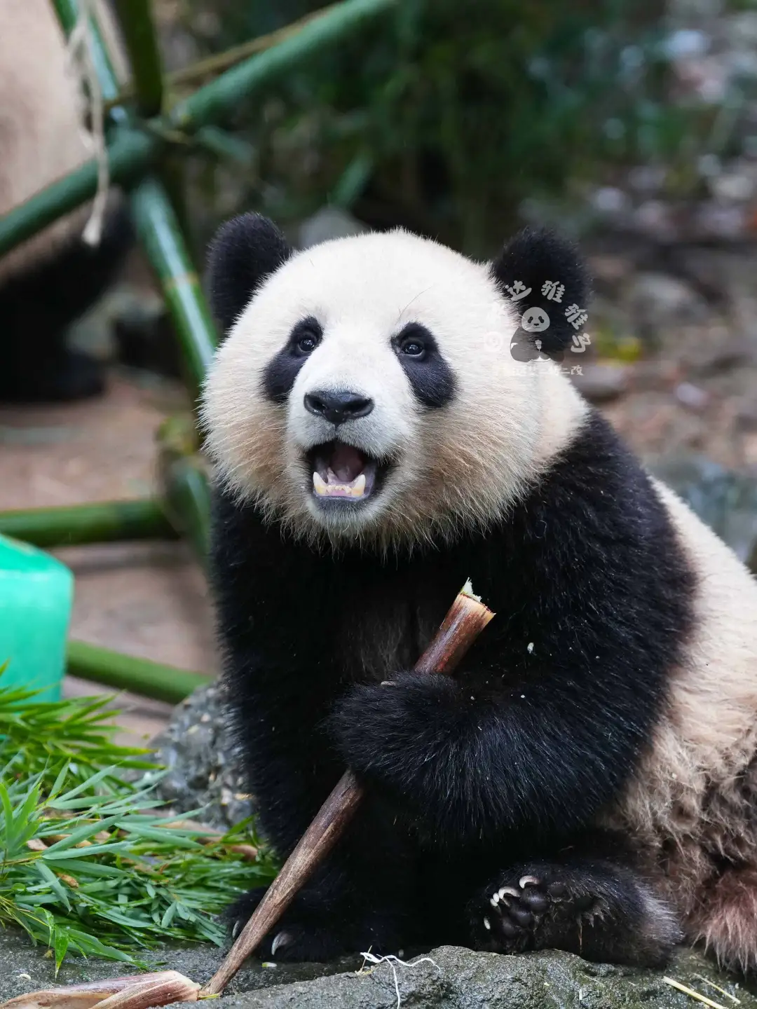 姿势有点妖娆哦