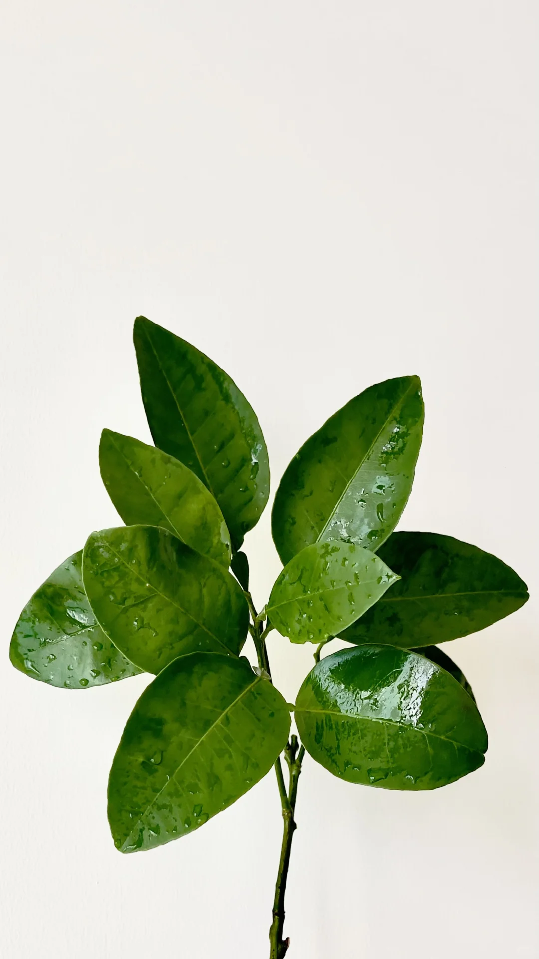 主打一个听劝！柚子叶好运🍀壁纸安排上～