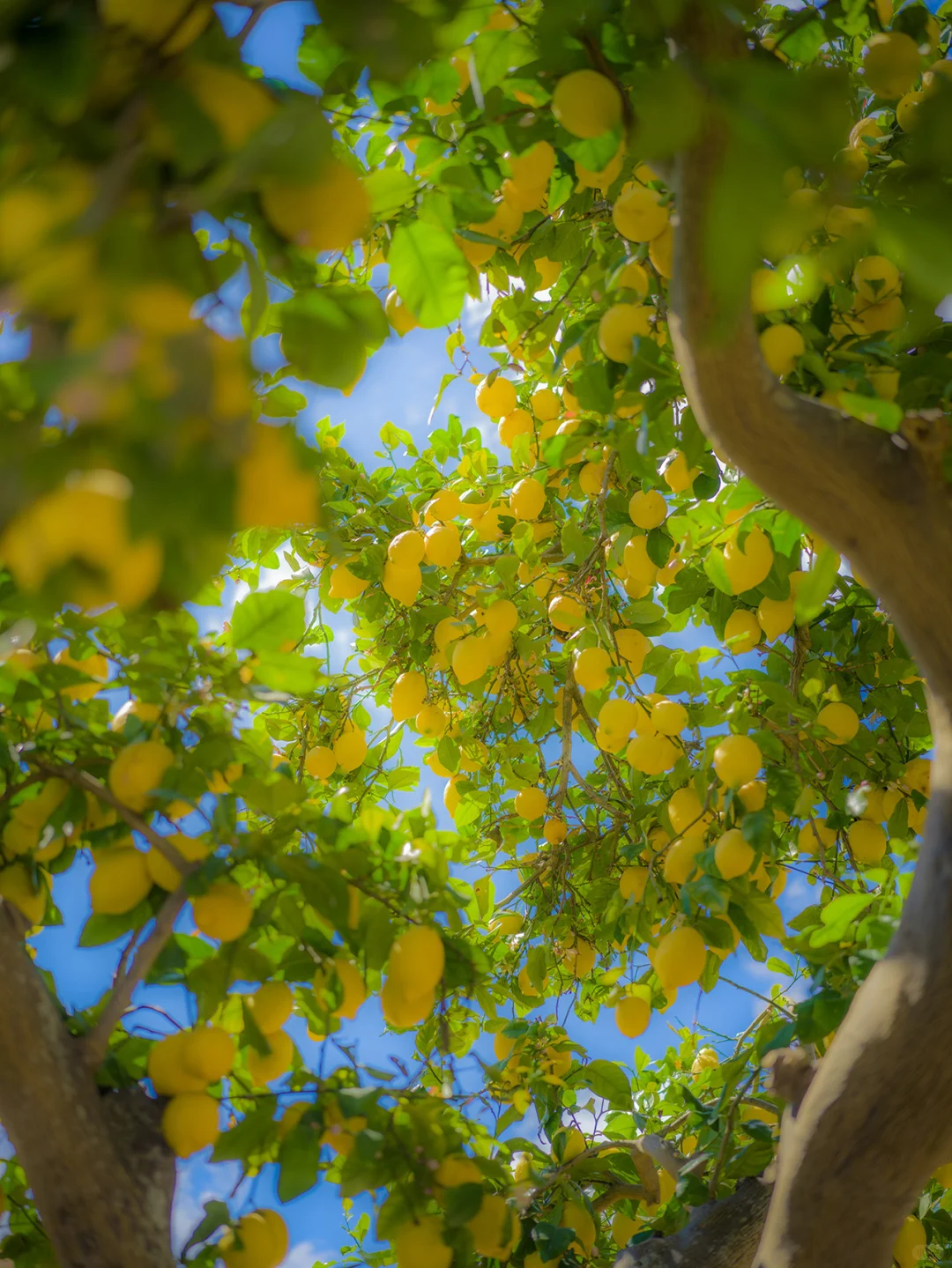 𝓁ℯ𝓂ℴ𝓃 𝒿ℯ𝓁𝓁𝓎 𝓈ℯ𝒶 | 🍋