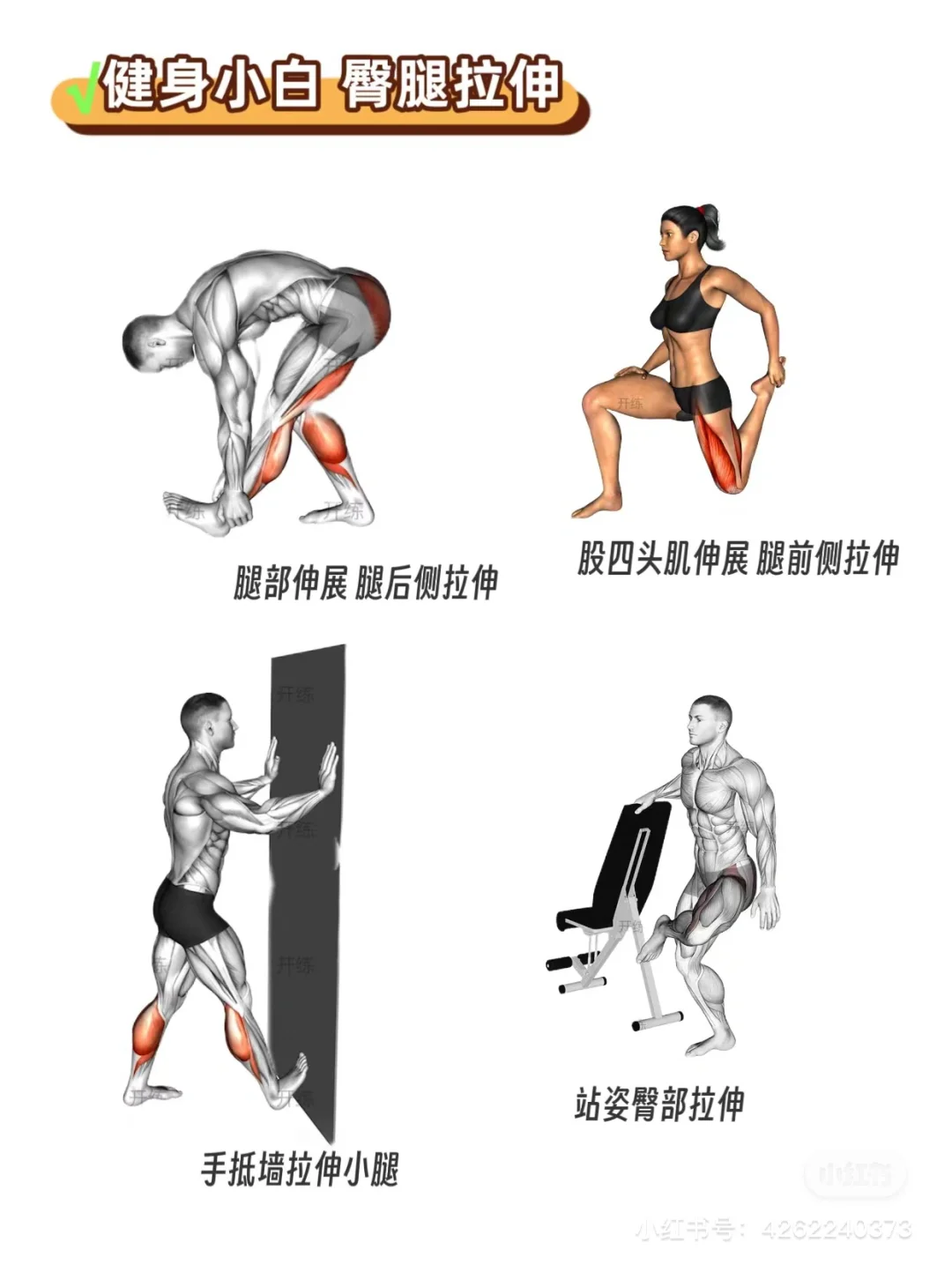 健身小白（女生）健身房攻略｜拉伸动作合集