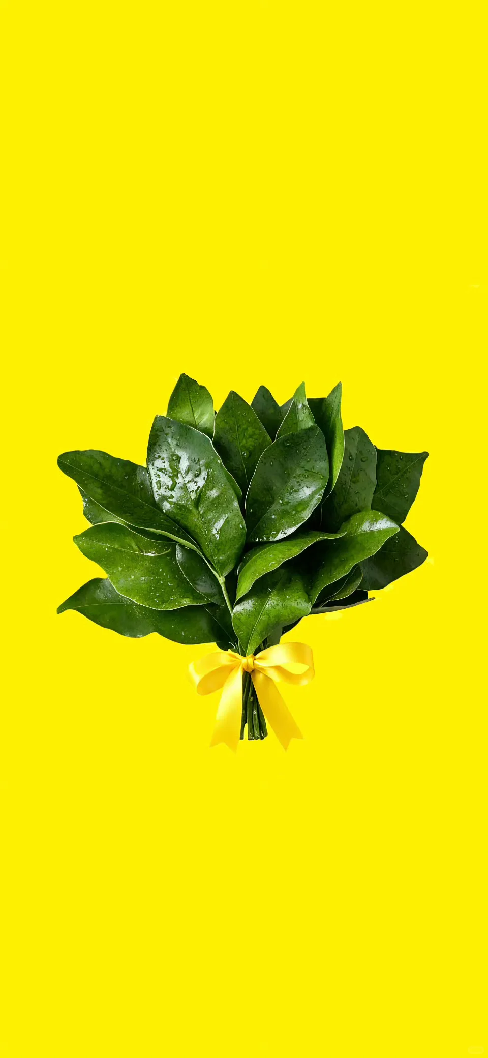 【壁纸】柚子叶去晦气