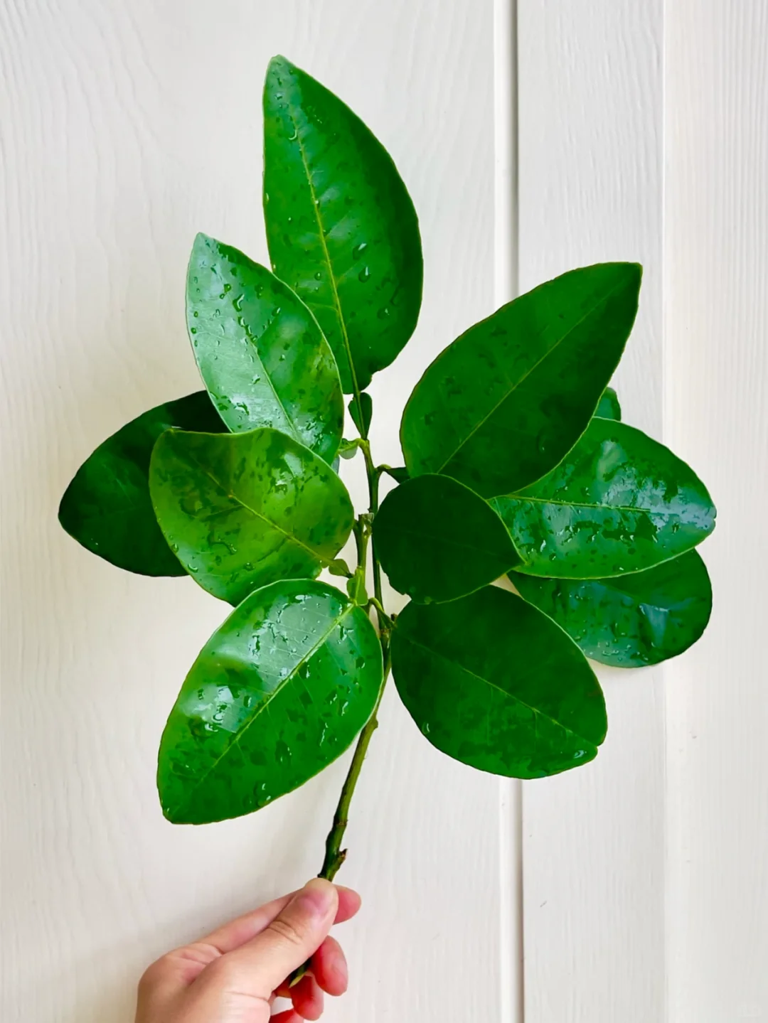 主打一个听劝！柚子叶好运🍀壁纸安排上～