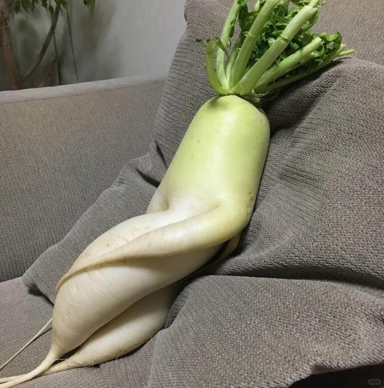 你见过这么妖娆的萝卜吗？
