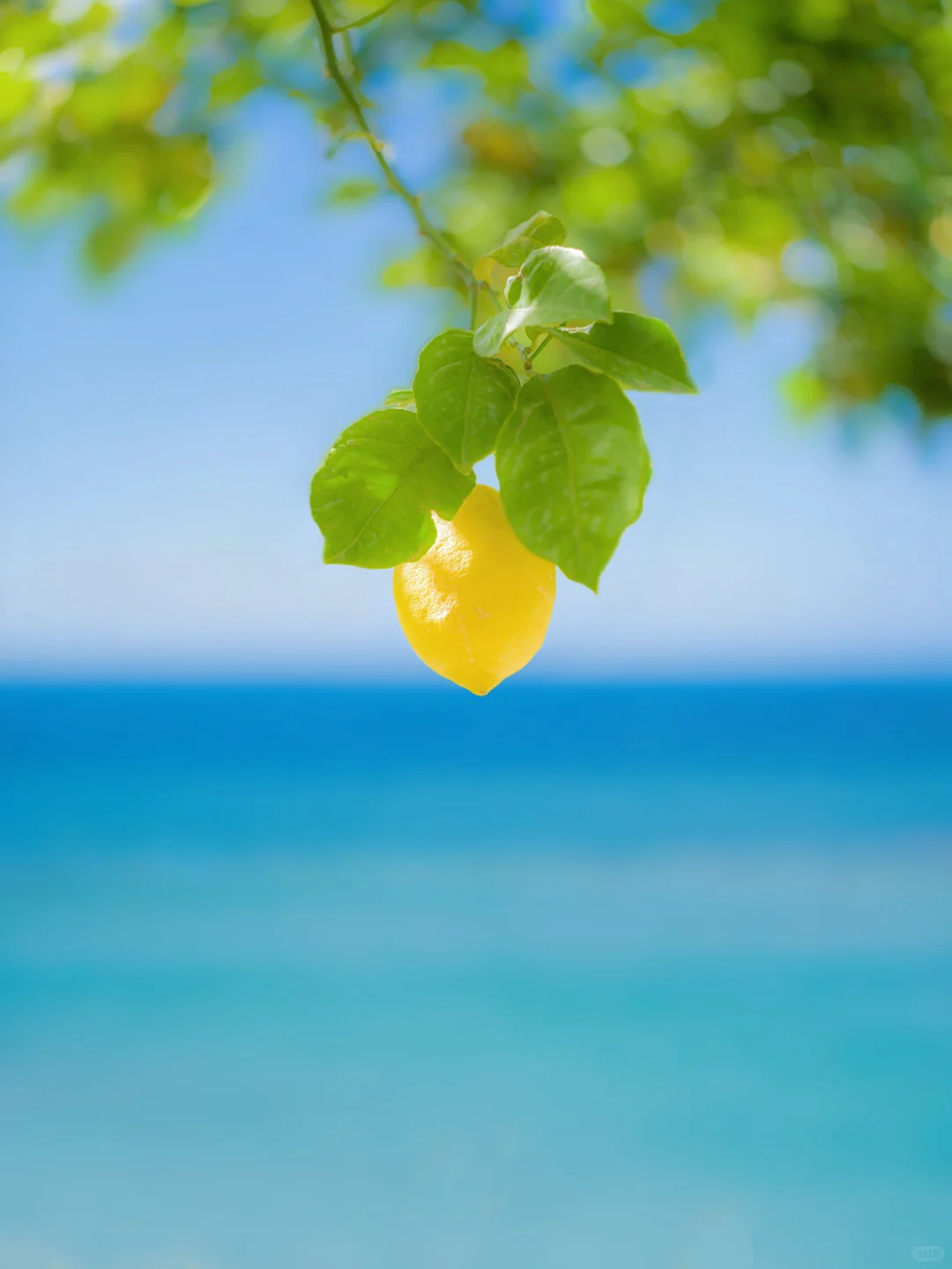 𝓁ℯ𝓂ℴ𝓃 𝒿ℯ𝓁𝓁𝓎 𝓈ℯ𝒶 | 🍋