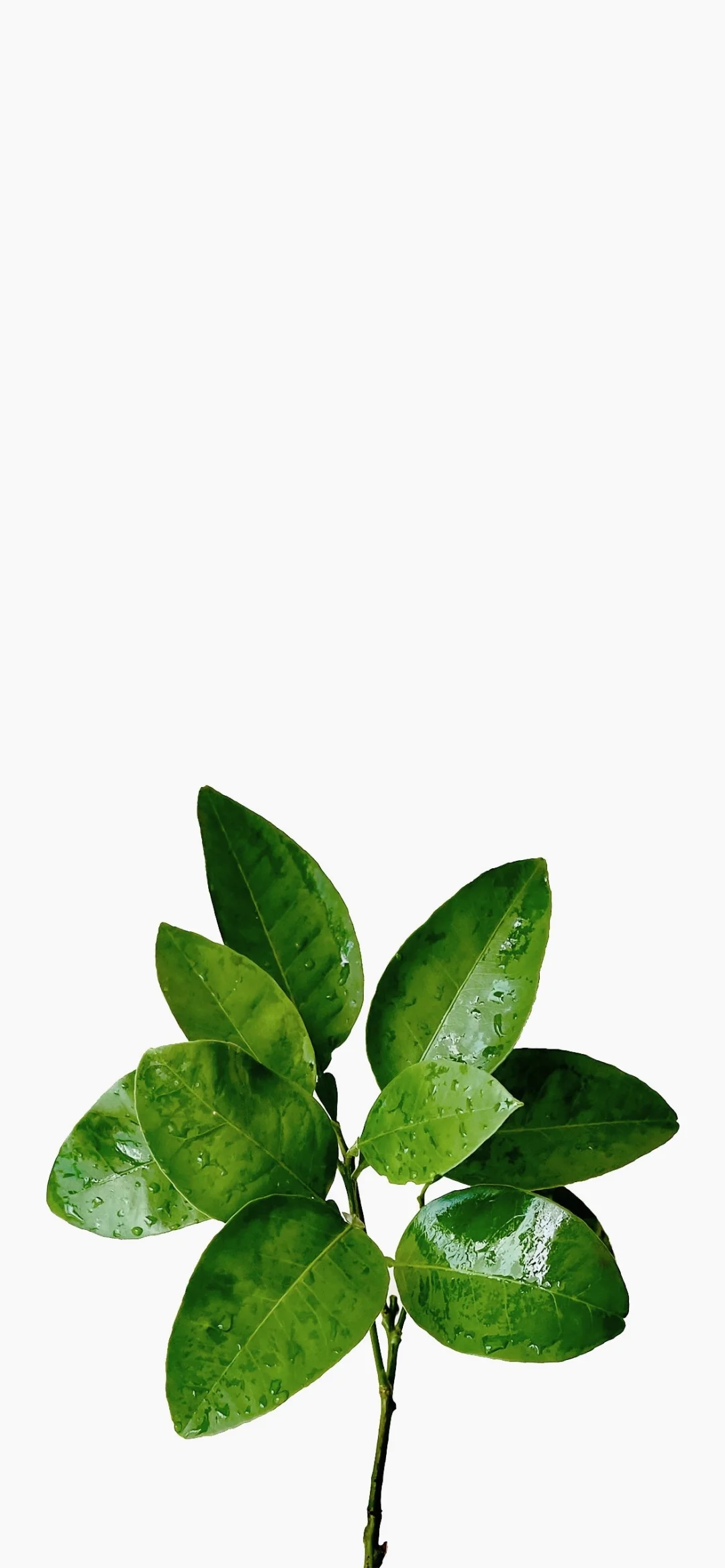 主打一个听劝！柚子叶好运🍀壁纸安排上～