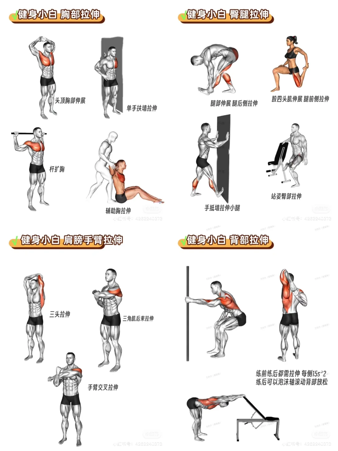 健身小白（女生）健身房攻略｜拉伸动作合集