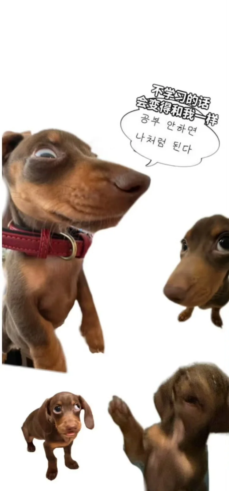 一期搞怪壁纸分享