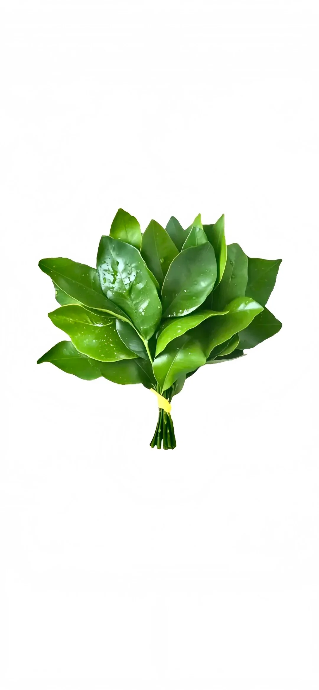 【壁纸】柚子叶去晦气